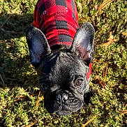 Daisy joined the competition — help win amazing prizes! animal, black_fur, checkered_pattern, closeup, curious, cute, dog, ears, face, french_bulldog, grass, moss, nature, outdoor, pet, pine_needles, puppy, red_jacket, small, sunlight
