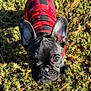 animal, black_fur, checkered_pattern, closeup, curious, cute, dog, ears, face, french_bulldog, grass, moss, nature, outdoor, pet, pine_needles, puppy, red_jacket, small, sunlight