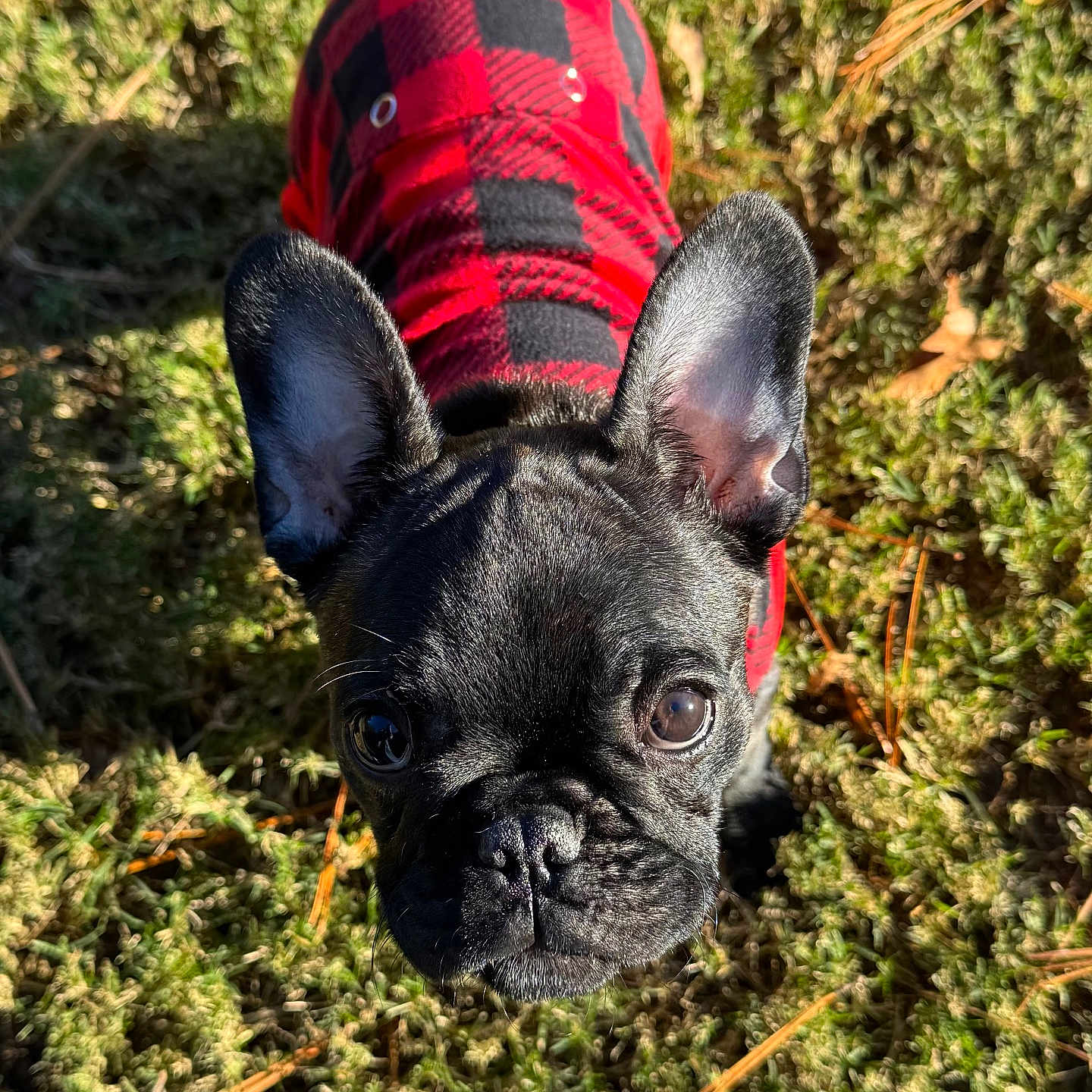 Daisy joined the competition — help win amazing prizes! animal, black_fur, checkered_pattern, closeup, curious, cute, dog, ears, face, french_bulldog, grass, moss, nature, outdoor, pet, pine_needles, puppy, red_jacket, small, sunlight