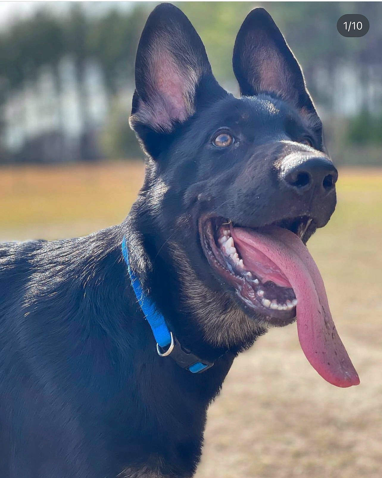 Runner is registered to the contest to win money with this photo: canidae, carnivore, collar, companion_dog, dog, dog_breed, dog_collar, electric_blue, fang, non_sporting_group, snout, sporting_group, terrestrial_animal, working_animal, working_dog