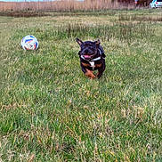 Maylla participe au concours pour gagner de l'argent avec cette photo : active, animal, canine, car, daytime, dog, field, grass, grassland, happy, leisure, nature, outdoor, pet, playful, road_sign, running, sky, smiling, soccer_ball