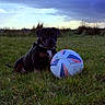 Maylla a rejoint le concours — aidez-le/la à gagner de superbes lots ! animal, clouds, cute, daylight, dog, field, grass, greenery, harness, landscape, nature, outdoor, pet, playful, puppy, sitting, sky, soccer_ball, sport, young_dog