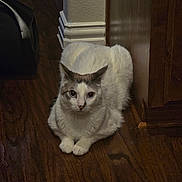 Wilson is registered to the contest to win money with this photo: animal, cat, corner, curious, domestic, feline, flooring, fur, gray_cat, home, indoor, lighting, looking, pet, quiet, resting, shadow, sitting, white_cat, wooden_floor