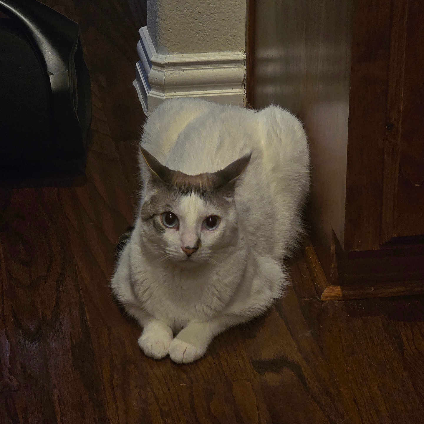 Wilson