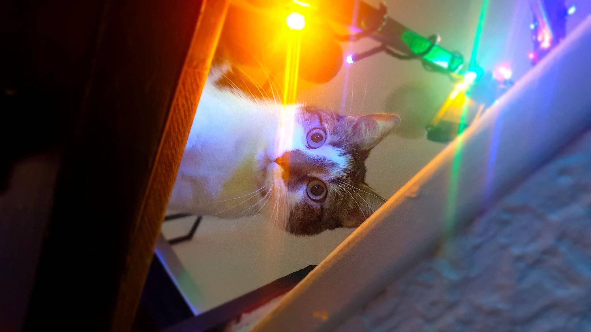 Loki participe au concours pour gagner de l'argent avec cette photo : amber, carnivore, cat, darkness, electric_blue, event, felidae, fur, heat, lens_flare, night, orange, room, small_to_medium_sized_cats, tail, whiskers, window, wood