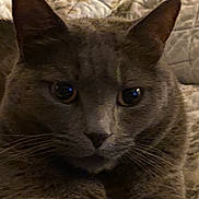 Pj joined the competition — help win amazing prizes! animal, cat, close_up, cozy, cute, domestic, ears, eyes, fabric, face, feline, furry, gray_cat, indoor, mammal, pet, portrait, quilt, resting, whiskers