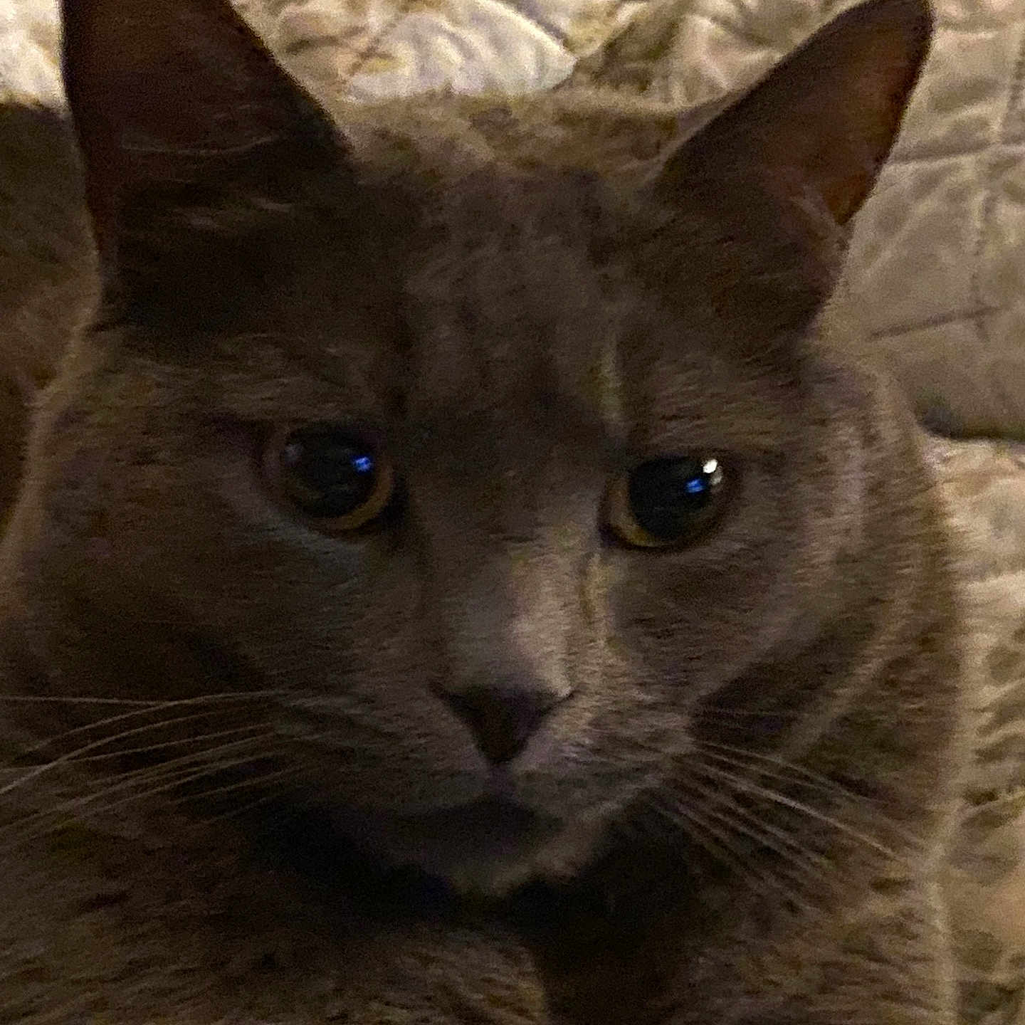 Pj