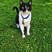 Kinder a rejoint le concours — aidez-le/la à gagner de superbes lots ! cat, black_and_white_cat, pet, animal, grass, greenery, outdoor, collar, tag, nature, flower, small_flower, sitting, cute, feline, whiskers, tail, alert, sunlight, closeup