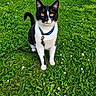 alert, animal, black_and_white_cat, cat, closeup, collar, cute, feline, flower, grass, greenery, nature, outdoor, pet, sitting, small_flower, sunlight, tag, tail, whiskers