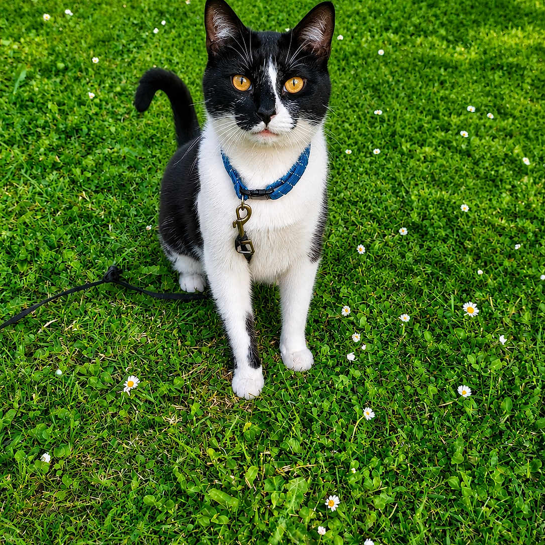 Kinder a rejoint le concours — aidez-le/la à gagner de superbes lots ! cat, black_and_white_cat, pet, animal, grass, greenery, outdoor, collar, tag, nature, flower, small_flower, sitting, cute, feline, whiskers, tail, alert, sunlight, closeup