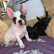 Princesse a rejoint le concours — aidez-le/la à gagner de superbes lots ! french_bulldog, puppy, dog, white_puppy, black_puppy, blanket, teddy_bear, stuffed_animal, cute, pet, animal, indoor, snuggling, fur, ears, face, sitting, looking, young, domestic_animal