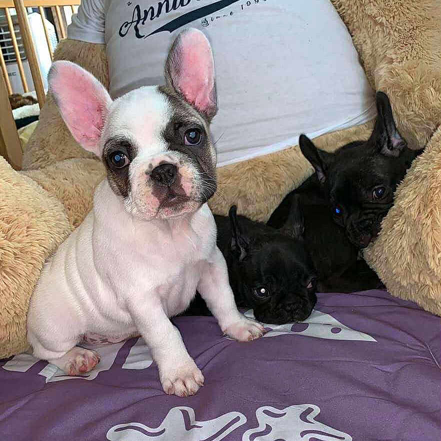 Princesse a rejoint le concours — aidez-le/la à gagner de superbes lots ! animal, black_puppy, blanket, cute, dog, domestic_animal, ears, face, french_bulldog, fur, indoor, looking, pet, puppy, sitting, snuggling, stuffed_animal, teddy_bear, white_puppy, young