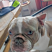 Lucky a rejoint le concours — aidez-le/la à gagner de superbes lots ! animal, blue_eyes, bulldog, canine, chair, close_up, companion, curious, dog, domestic, ears, floor, furniture, household, indoor, paw, pet, portrait, snout, table