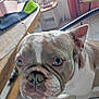 animal, blue_eyes, bulldog, canine, chair, close_up, companion, curious, dog, domestic, ears, floor, furniture, household, indoor, paw, pet, portrait, snout, table