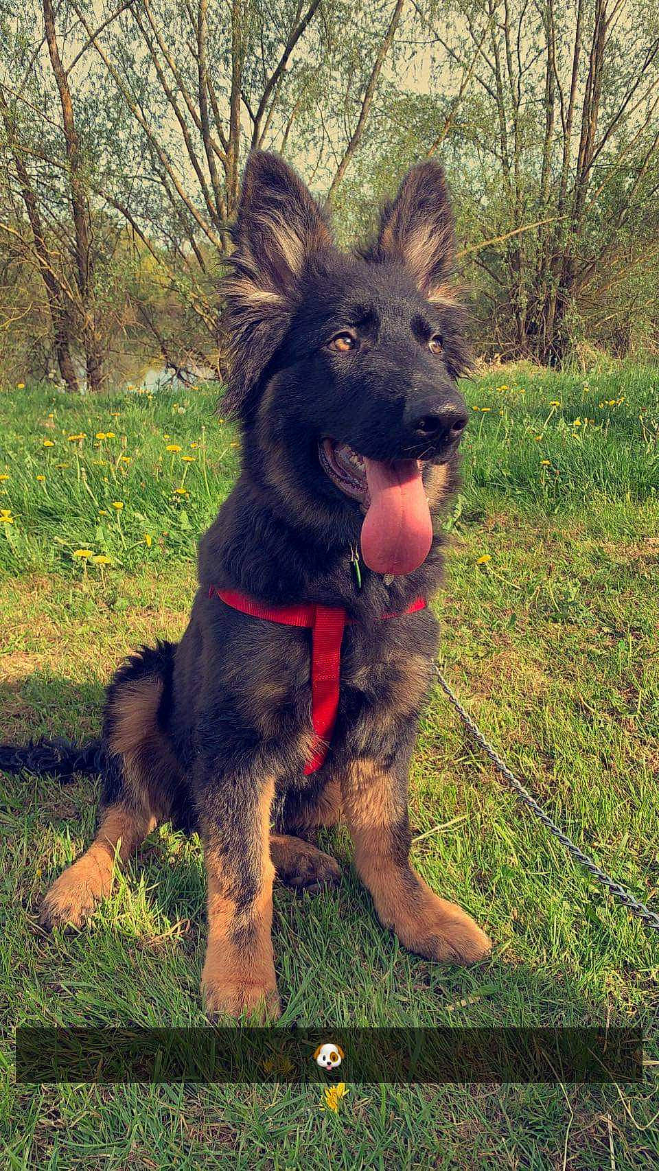 Sauveur participe au concours pour gagner de l'argent avec cette photo : canidae, carnivore, collar, companion_dog, dog, dog_breed, dog_collar, fawn, fur, giant_dog_breed, grass, liver, plant, snout, sporting_group, tail, terrestrial_animal, tree, working_animal, working_dog