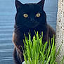 black_cat, cat, yellow_eyes, grass, plant_pot, greenery, outdoor, brick, wall, curious, pet, animal, feline, close_up, portrait, nature, soft_focus, whiskers, ears, domestic_cat