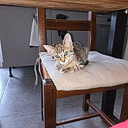 Apple a rejoint le concours — aidez-le/la à gagner de superbes lots ! kitten, cat, tabby, chair, cushion, wooden_chair, indoor, floor_tile, curious, pet, animal, feline, resting, domestic, cozy, home, fur, whiskers, ears, eyes