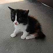 Opium participe au concours pour gagner de l'argent avec cette photo : aegean_cat, carnivoran, cat, cat_like_mammal, domestic_long_haired_cat, domestic_short_haired_cat, european_shorthair, fur, kitten, norwegian_forest_cat, paw, small_to_medium_sized_cats, snout, whiskers