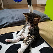 Hiro a rejoint le concours — aidez-le/la à gagner de superbes lots ! aegean_cat, carnivoran, cat, cat_like_mammal, domestic_short_haired_cat, fur, kitten, maine_coon, paw, small_to_medium_sized_cats, whiskers