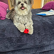 Lola joined the competition — help win amazing prizes! dog, pet, indoor, couch, toy, fur, ears, smiling, happy, home, pillow, carpet, furniture, living_room, door, baby_gate, photo_frame, red, purple, relaxed