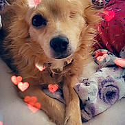 Skye joined the competition — help win amazing prizes! adorable, animal, bed, blanket, canine, closeup, cozy, cute, dog, fur, heart_antennae, hearts, indoor, love, one_eyed, pet, portrait, relaxed, resting, soft