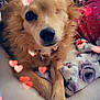 adorable, animal, bed, blanket, canine, closeup, cozy, cute, dog, fur, heart_antennae, hearts, indoor, love, one_eyed, pet, portrait, relaxed, resting, soft