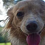 Skye is registered to the contest to win money with this photo: companion_dog, dog, dog_breed, dog_breed_group, dog_like_mammal, nose, puppy, snout, sporting_group, whiskers