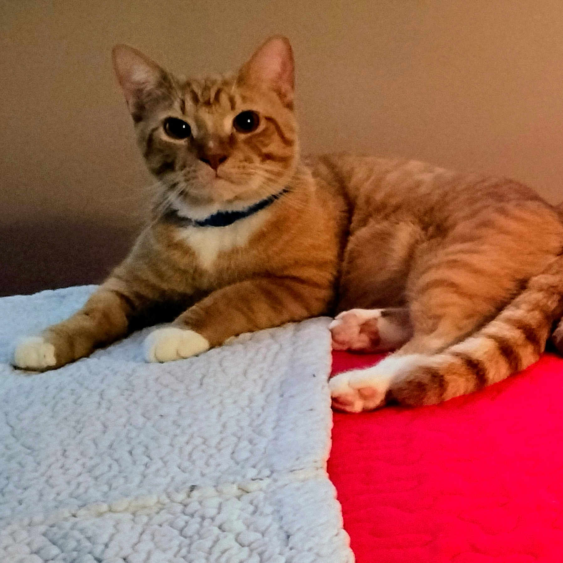 Leo
