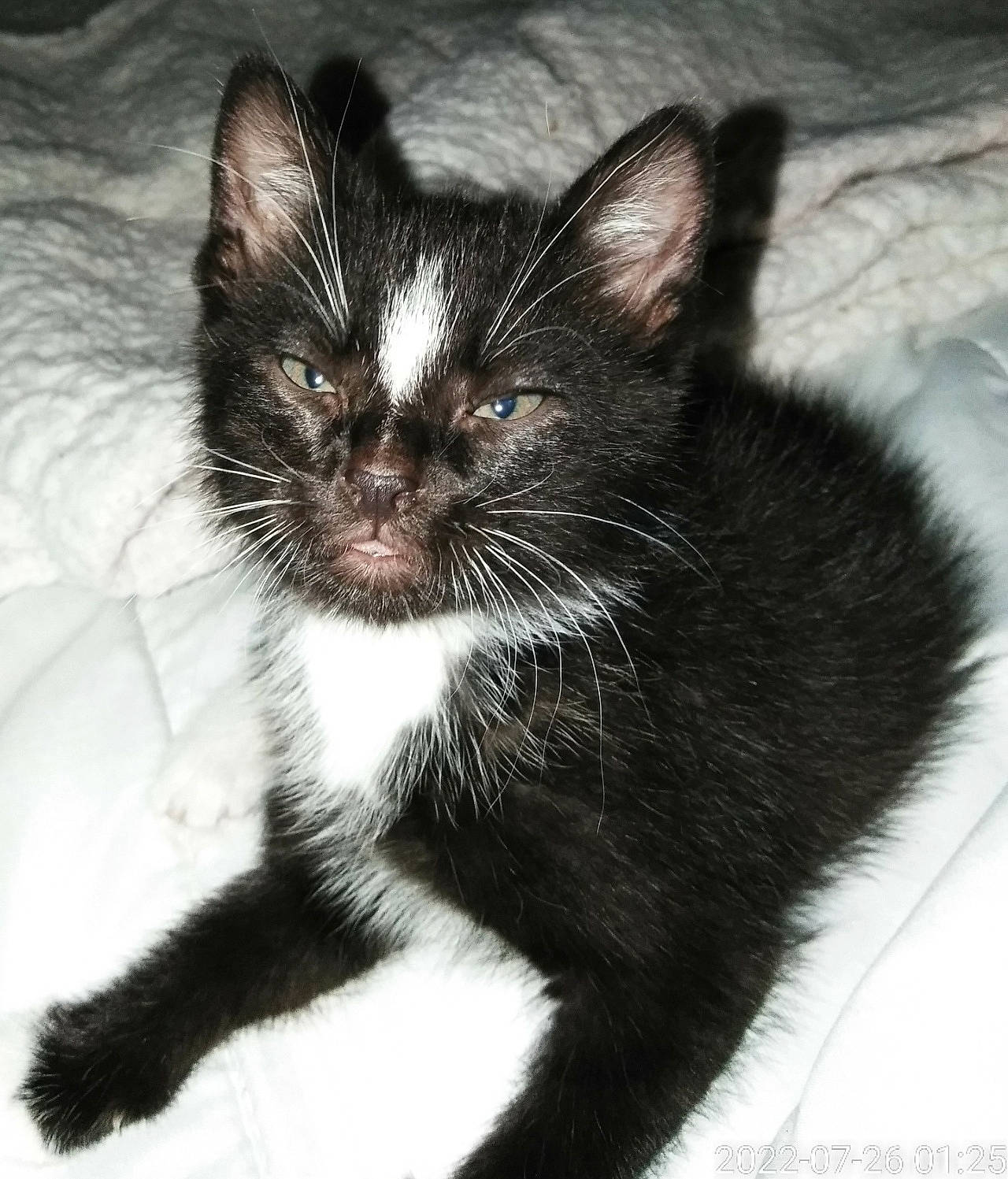 Bella joined the competition — help win amazing prizes! black_cat, carnivore, cat, claw, comfort, domestic_short_haired_cat, felidae, foot, fur, monochrome, monochrome_photography, paw, sitting, small_to_medium_sized_cats, tail, terrestrial_animal, whiskers, window