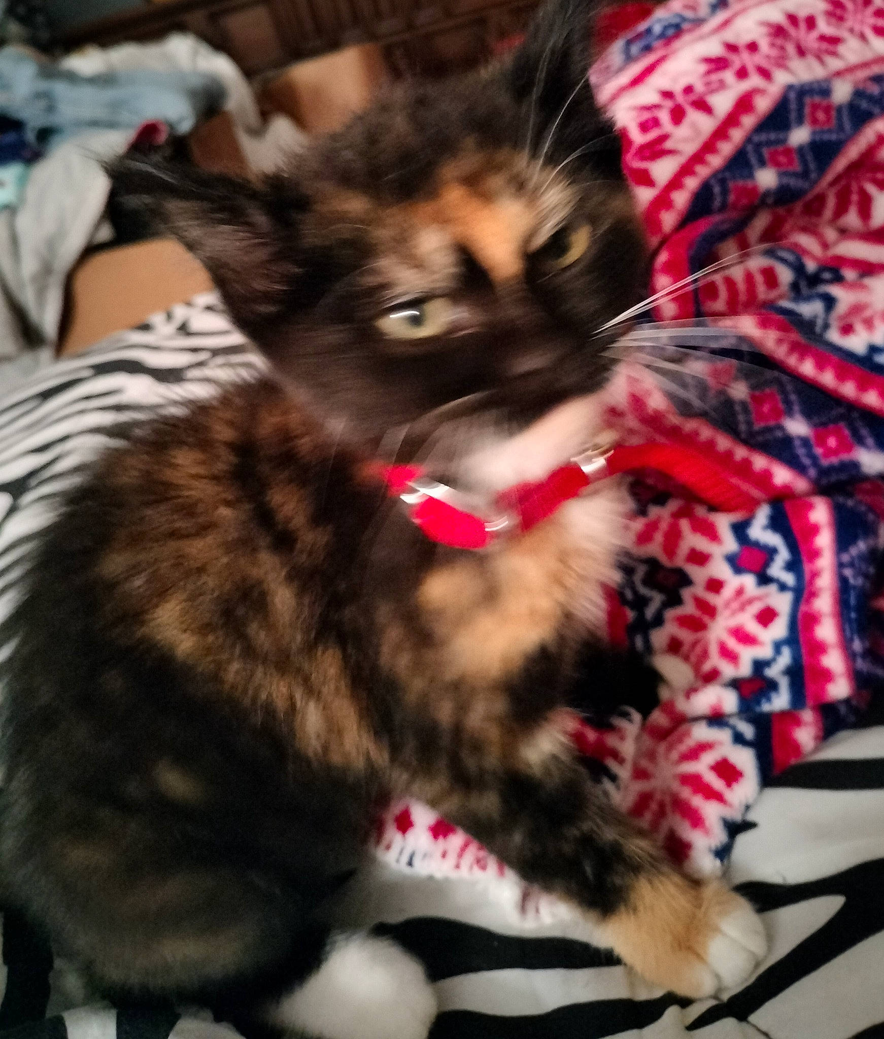 Bella is registered to the contest to win money with this photo: black_cat, canidae, carnivore, cat, claw, comfort, companion_dog, dog_breed, domestic_short_haired_cat, fawn, felidae, fur, nap, paw, sitting, small_to_medium_sized_cats, snout, tail, terrestrial_animal, whiskers