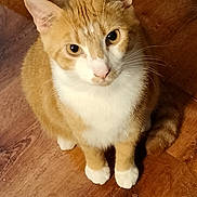 Jordan joined the competition — help win amazing prizes! cat, orange_cat, white_fur, pet, animal, wooden_floor, sitting, looking_up, whiskers, ears, paws, domestic_cat, feline, cute, curious, indoor, fur, tail, close_up, portrait