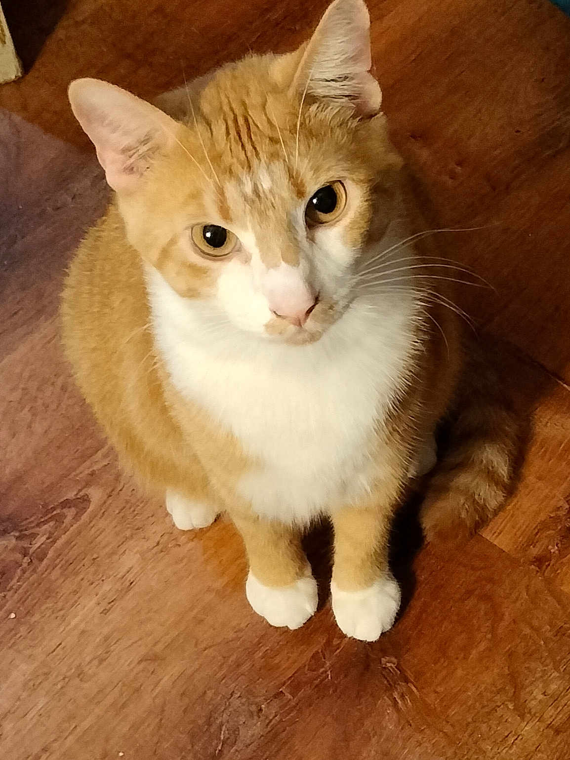 Jordan joined the competition — help win amazing prizes! cat, orange_cat, white_fur, pet, animal, wooden_floor, sitting, looking_up, whiskers, ears, paws, domestic_cat, feline, cute, curious, indoor, fur, tail, close_up, portrait