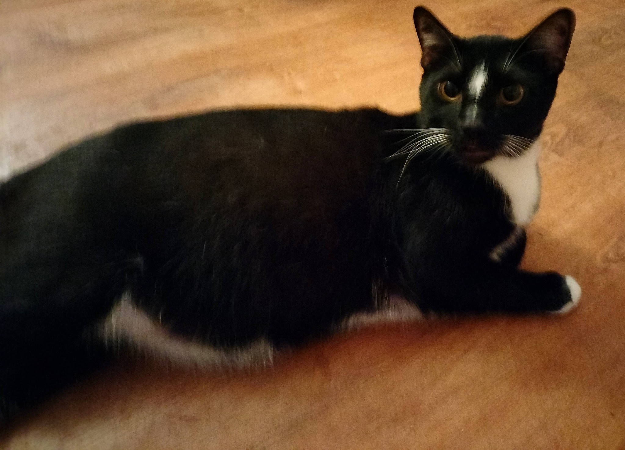 Nikki joined the competition — help win amazing prizes! balance, black_cat, bombay, carnivore, cat, claw, domestic_short_haired_cat, felidae, flooring, fur, hardwood, paw, sitting, small_to_medium_sized_cats, snout, tail, terrestrial_animal, whiskers, wood