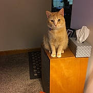 Murphy is registered to the contest to win money with this photo: cat, orange_tabby, tissue_box, wooden_cabinet, carpet, indoor, pet, feline, sitting, looking_at_camera, window, furniture, home, cozy, domestic, animal, portrait, quiet, calm, resting