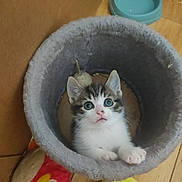 Capsule participe au concours pour gagner de l'argent avec cette photo : animal, cat, cozy, curious, cute, ears, eyes, feline, floor, fur, indoor, kitten, paws, pet, playful, toy, tunnel, whiskers, wooden_floor, young