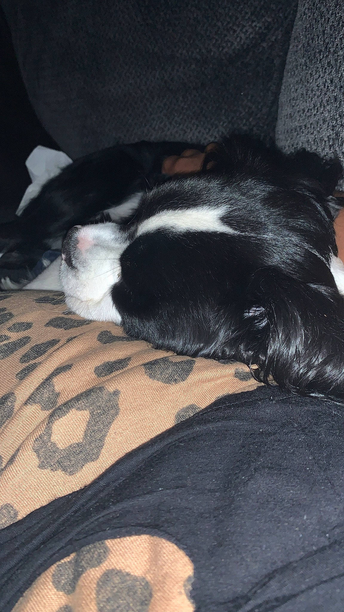 Ekko joined the competition — help win amazing prizes! bored, carnivore, comfort, companion_dog, dog, dog_breed, ear, fawn, felidae, fur, human_leg, linens, nap, paw, small_to_medium_sized_cats, snout, sporting_group, tail, terrestrial_animal, whiskers