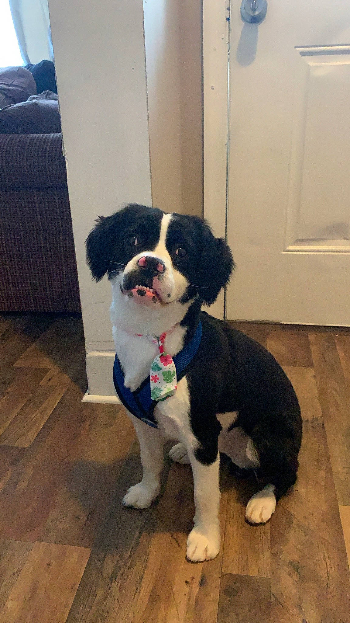 Ekko joined the competition — help win amazing prizes! canidae, carnivore, collar, companion_dog, dog, dog_breed, dog_supply, door, flooring, fur, hardwood, non_sporting_group, porch, snout, sporting_group, tail, working_animal, working_dog