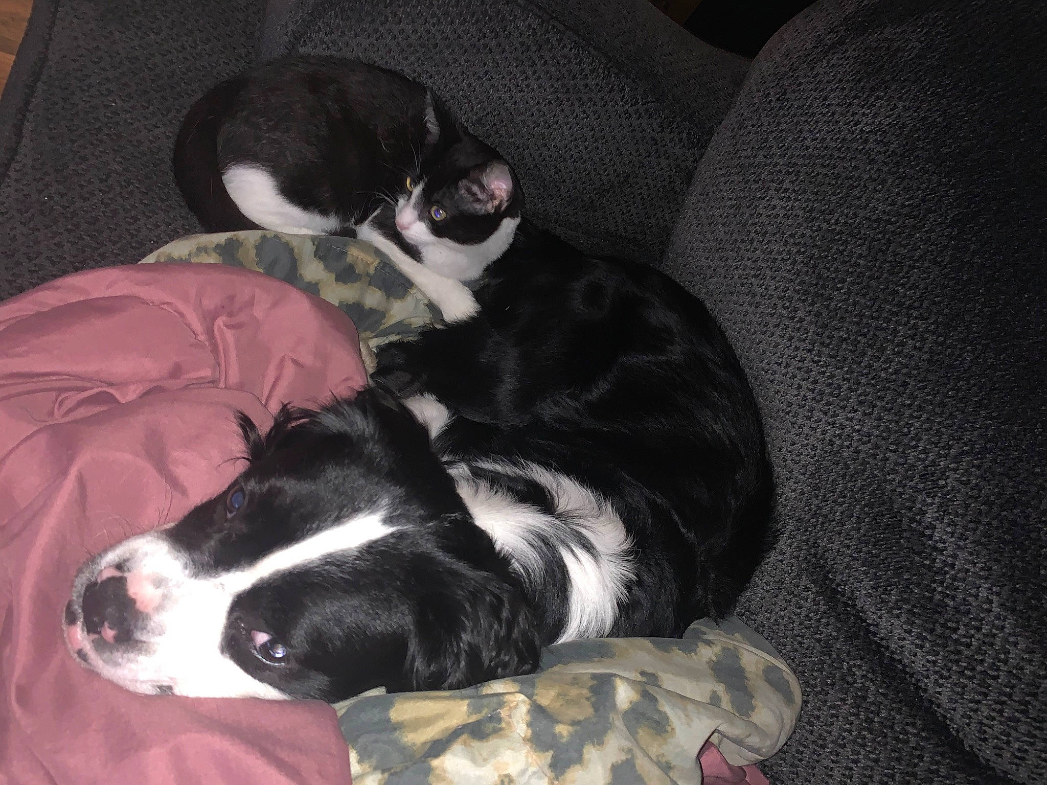 Ekko joined the competition — help win amazing prizes! boston_terrier, canidae, carnivore, cat, comfort, companion_dog, dog, dog_breed, felidae, fur, linens, mammal, nap, paw, small_to_medium_sized_cats, snout, sporting_group, tail, whiskers, working_animal