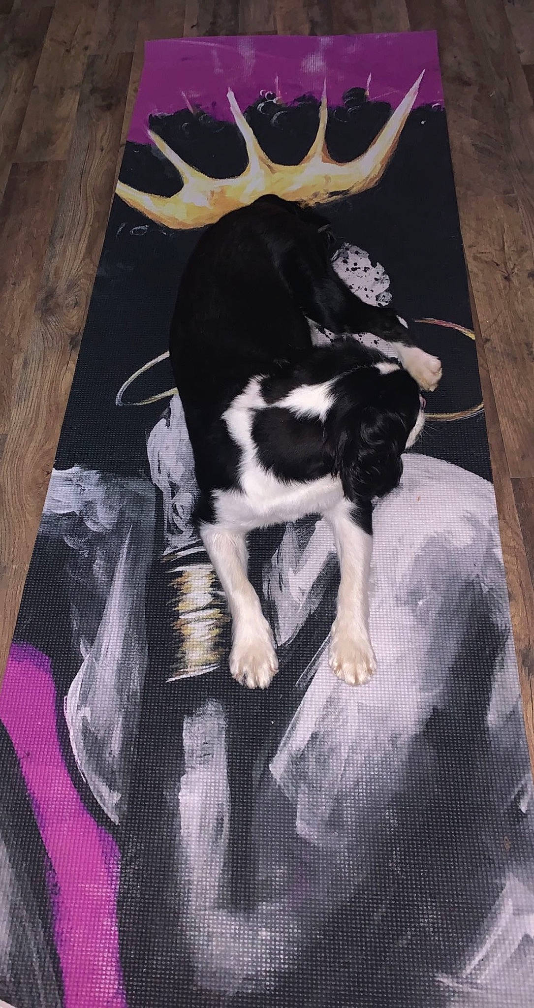 Ekko is registered to the contest to win money with this photo: art, black_hair, canidae, carnivore, companion_dog, dog_breed, drawing, felidae, fur, human_leg, illustration, paint, painting, sitting, small_to_medium_sized_cats, sporting_group, tail, tints_and_shades, visual_arts, wood