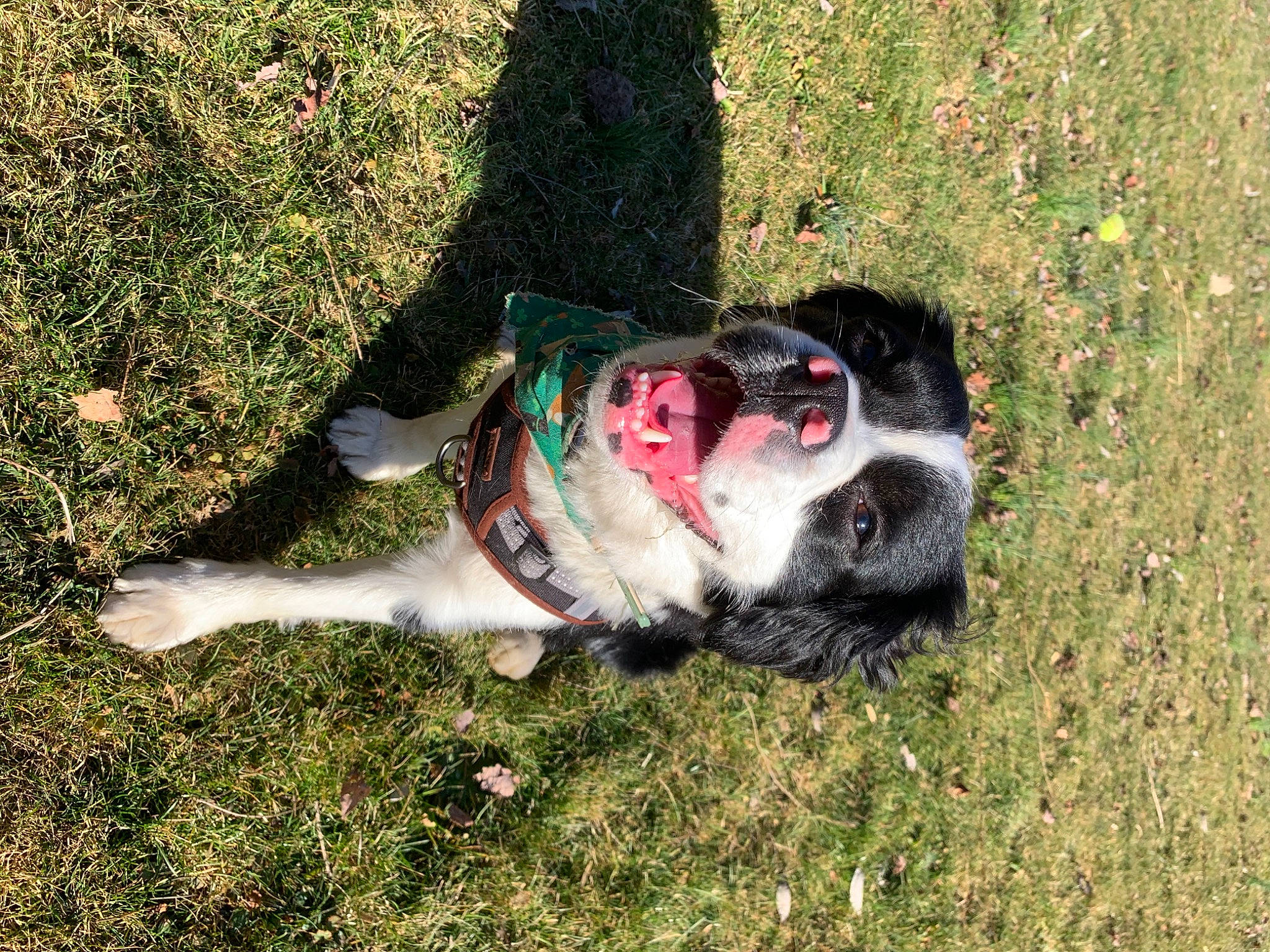 Ekko is registered to the contest to win money with this photo: canidae, carnivore, collar, companion_dog, dog, dog_breed, dog_collar, dog_supply, fawn, grass, leash, non_sporting_group, pet_supply, plant, snout, soil, sporting_group, tail, working_animal, working_dog