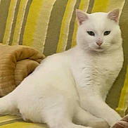 Happy participe au concours pour gagner de l'argent avec cette photo : cat, white_cat, feline, pet, animal, indoors, couch, striped_couch, blanket, relaxed, fur, whiskers, ears, tail, mammal, domestic_animal, seated, resting, cute, companion