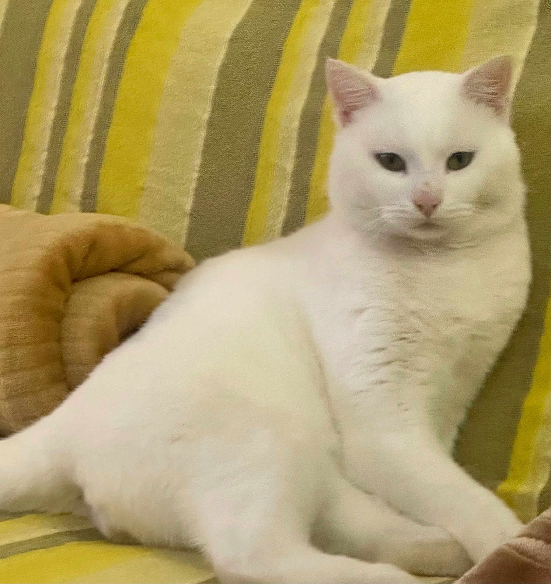 Happy participe au concours pour gagner de l'argent avec cette photo : cat, white_cat, feline, pet, animal, indoors, couch, striped_couch, blanket, relaxed, fur, whiskers, ears, tail, mammal, domestic_animal, seated, resting, cute, companion