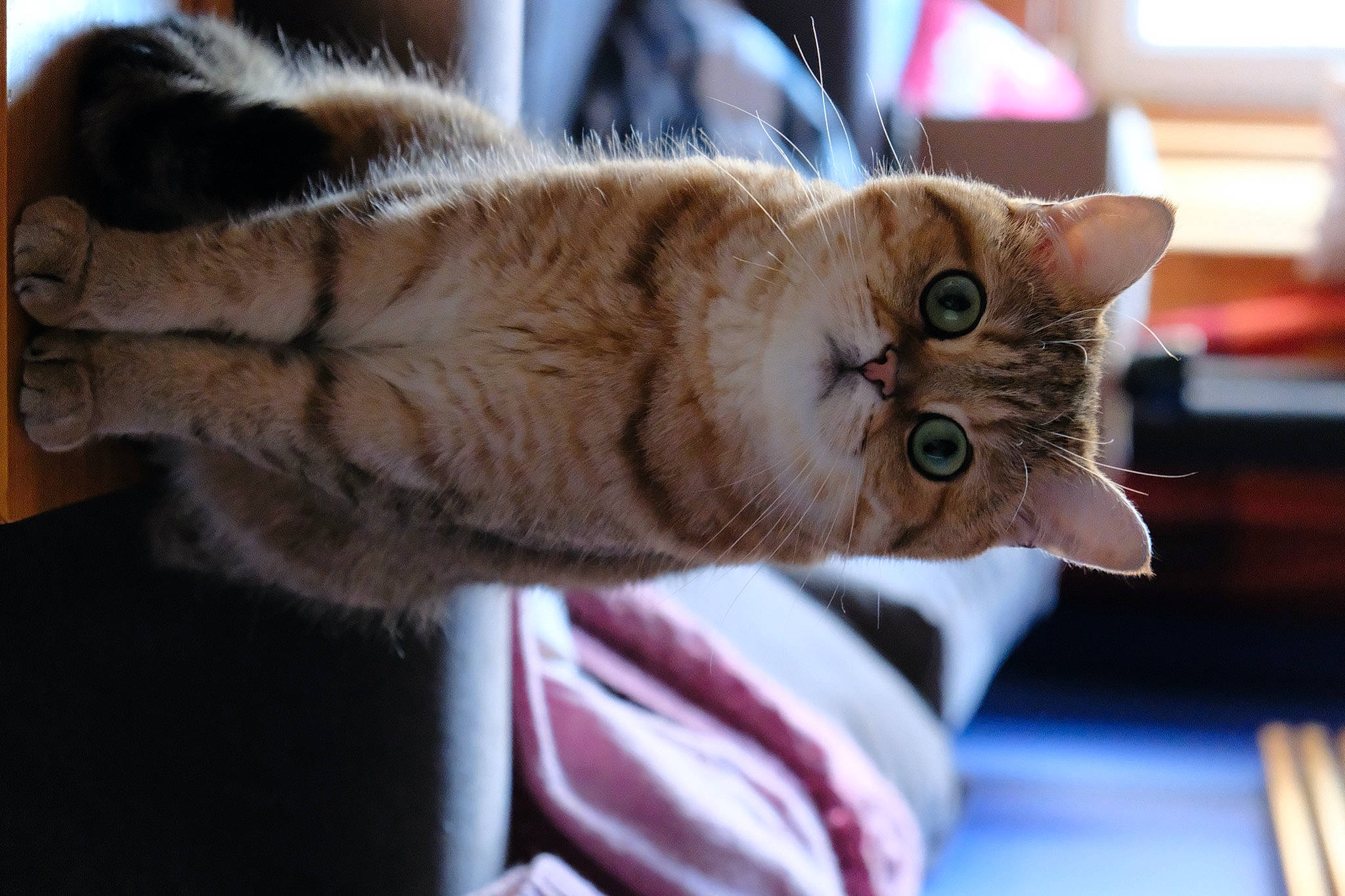 Jenny joined the competition — help win amazing prizes! carnivore, cat, claw, comfort, domestic_short_haired_cat, fawn, felidae, fur, paw, small_to_medium_sized_cats, snout, tail, whiskers, wood