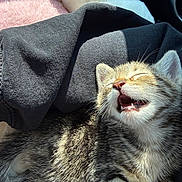 River joined the competition — help win amazing prizes! kitten, cat, sleeping, mouth_open, fur, whiskers, sunlight, blanket, fabric, cozy, pet, animal, cute, young, tabby, striped, indoor, relaxed, closeup, resting