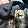 kitten, cat, sleeping, mouth_open, fur, whiskers, sunlight, blanket, fabric, cozy, pet, animal, cute, young, tabby, striped, indoor, relaxed, closeup, resting