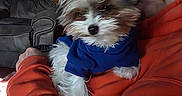Nala joined the competition — help win amazing prizes! blue_clothing, closeup, companion, couch, cuddling, dog, fluffy, furniture, glasses, indoor, living_room, long_hair, man, orange_hoodie, person, pet, portrait, puppy, small_dog, wall_art
