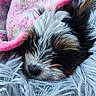 black_and_white, blanket, close_up, closed_eyes, cozy, cute, dog, fluffy, fur, indoors, long_hair, nose, pet, pink, plush_bed, portrait, puppy, resting, sleeping, small_dog