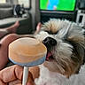 Nala joined the competition — help win amazing prizes! animal, black_nose, brown_fur, close_up, cosmetic_tool, dog, fluffy, hand, licking, living_room, makeup_brush, nail_polish, pet, portrait, puppy, small_dog, soccer, television, tongue, white_fur