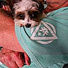 Nala is registered to the contest to win money with this photo: adorable, animal, black_and_white, close_up, cuddling, dog, eyes, face, floppy_ears, fur, human, indoor, nose, person, pet, portrait, puppy, sitting, small_dog, teal_shirt