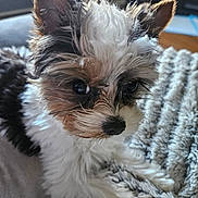 Nala joined the competition — help win amazing prizes! animal, black_white_brown, blanket, close_up, cozy, cute, dog, ears, eyes, face, fluffy, fur, indoors, nose, pet, portrait, puppy, shaggy, small_dog, tricolor